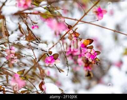 Schöne Zweige eines Symphoricarpos, allgemein bekannt als die Schneebeere, Wachselbeere oder Geisterbeere mit hellen rosa Beeren mit Schnee im Winter bedeckt Stockfoto