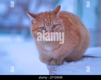 Pelzige Katze an schneebedeckten frostigen Wintertag Stockfoto