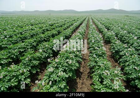 Weitwinkelansicht von endlosen Reihen von Kartoffelpflanzen in voller Blüte an einem sonnigen Tag in einem Plantagenfeld in der Inneren Mongolei in Nordchina, PRC gesehen. © Olli Geibel Stockfoto