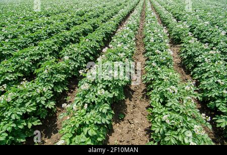 Weitwinkelansicht von endlosen Reihen von Kartoffelpflanzen in voller Blüte an einem sonnigen Tag in einem Plantagenfeld in der Inneren Mongolei in Nordchina, PRC gesehen. © Olli Geibel Stockfoto