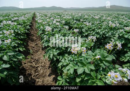 Weitwinkelansicht von endlosen Reihen von Kartoffelpflanzen in voller Blüte an einem sonnigen Tag in einem Plantagenfeld in der Inneren Mongolei in Nordchina, PRC gesehen. © Olli Geibel Stockfoto