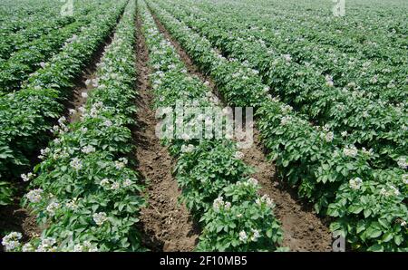 Weitwinkelansicht von endlosen Reihen von Kartoffelpflanzen in voller Blüte an einem sonnigen Tag in einem Plantagenfeld in der Inneren Mongolei in Nordchina, PRC gesehen. © Olli Geibel Stockfoto