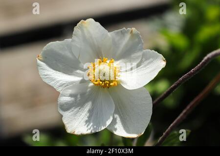Eine weiße Schneeglöpfenanemone in Blüte im Sommer Stockfoto