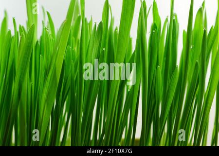 Symbol von Ostern in vielen Ländern der Welt. Gesprossene Hafer. Stockfoto