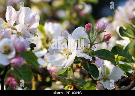 Obstgarten im Frühling. Blühende Apfelbäume, Knospen und voll entwickelte Blüten. Stockfoto