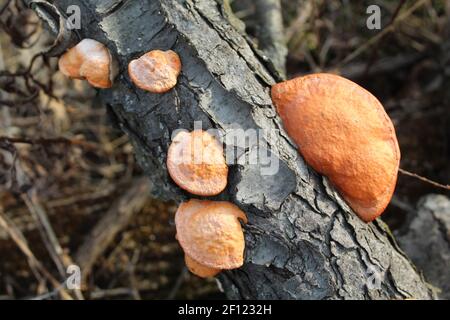 Cinnabar-Polypore-Bracket-Pilze auf einem Baumstamm in Miami Woods in Morton Grove, Illinois Stockfoto