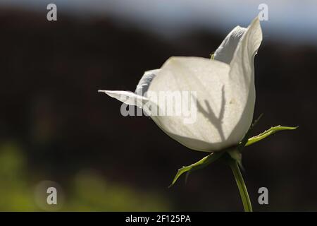 Schatten einer Glockenblume Stigma Silhouette durch Blütenblätter Stockfoto