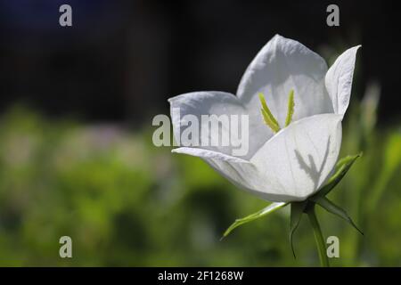 Schatten einer Glockenblume Stigma Silhouette durch Blütenblätter Stockfoto