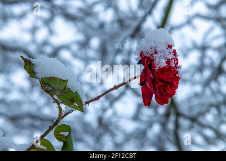 Schneebedeckte Rose Stockfoto