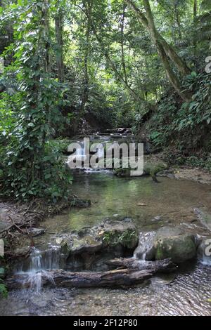 Wasserfälle im Wald in der Nähe der archäologischen Stätte von Palenque, Mexiko Stockfoto