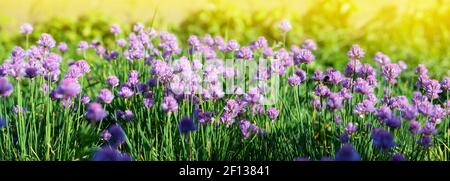 Sommer Klee Blume Hintergrund, horizontales Bild Stockfoto