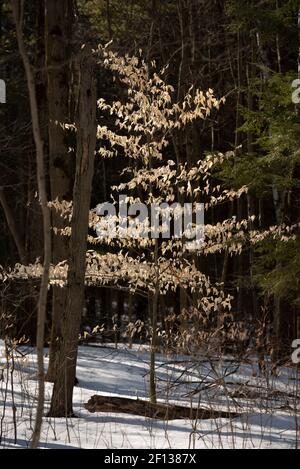 Die Blätter des letzten Sommers hängen an einem Bäumchen im Wald und werden in das schwache Frühlingslicht eines Nachmittags gebadet. Stockfoto