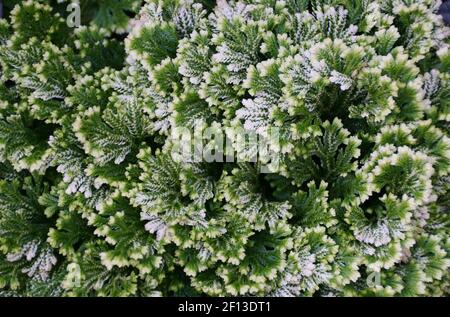 Grüne Blätter von Spike-Moos Frosty mit wissenschaftlichem Namen Selaginella martensii Stockfoto