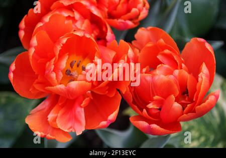 Schöne rote Farbe von Double Late Tulpen ICOON Blüten an Volle Blüte Stockfoto