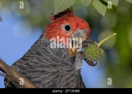 Männliche Gang Gang Cockatoo Fütterung von Früchten des Evergreen Dogwood, Cornus capitata Stockfoto