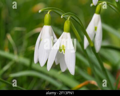 Weiße Schneeglöpfenblume. Galanthus blüht im grünen Hintergrund. Galanthus nivalis bulbous, mehrjährige, krautige Pflanze in Amaryllidaceae Familie. Stockfoto