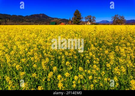 Goldgelbe Senfblüten blühen zwischen Weinreben auf einem Weinberg im Frühjahr im Yountville Napa Valley, Kalifornien, USA Stockfoto