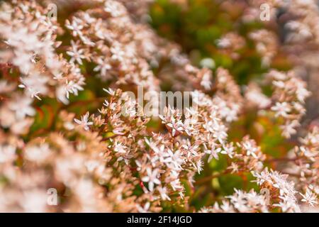 Sukkulente Pflanze in Blüte. Schöne kleine weiße und rosa Blüten, und Honigbiene Stockfoto