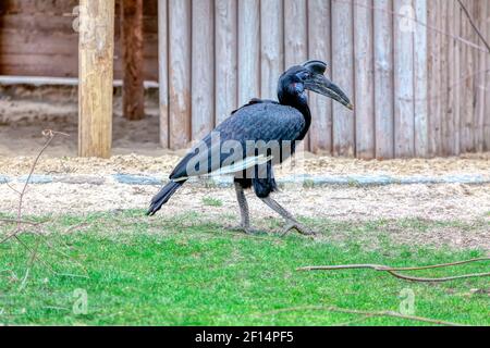 Abessinier Boden Hornbill im Zoo . Vogel mit seltsamen Schnabel . Bucorvus Abessinicus Stockfoto