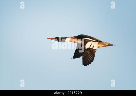 Männlicher Rotreiher-Merganser im Flug Stockfoto