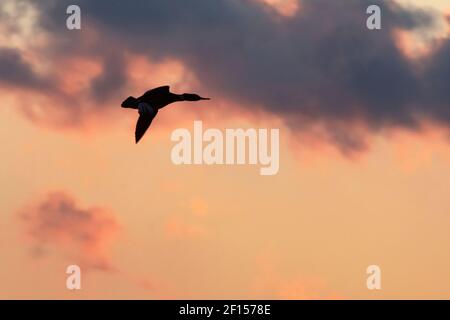 Rot-reihige merganser Flug Silhouette gegen dramatischen Himmel Stockfoto