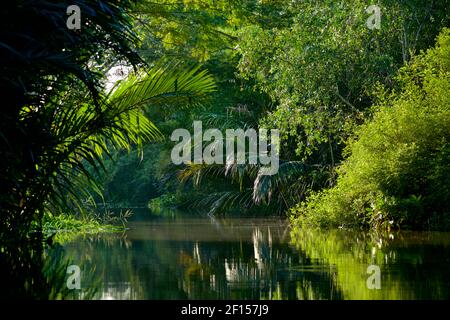Üppige Vegetation der Kanäle in der Nähe von Can Tho, Mekong Delta, Südvietnam Stockfoto