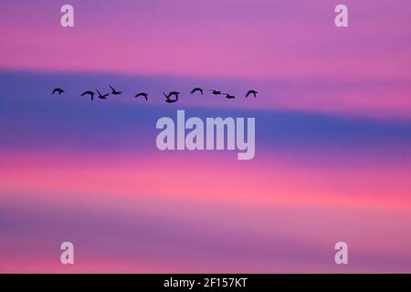 Rot-reihige Merganser Flock Flug Silhouette gegen dramatischen Himmel Stockfoto