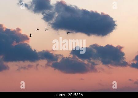 Rot-reihige merganser Flug Silhouette gegen dramatischen Himmel Stockfoto