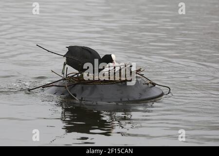 London, Großbritannien. März 2021, 03rd. Eine getuftete Ente legt Zweige, um ein Nest im Finsbury Park Teich im Norden Londons zu bauen. Kredit: SOPA Images Limited/Alamy Live Nachrichten Stockfoto