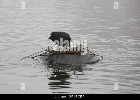 London, Großbritannien. März 2021, 03rd. Eine getuftete Ente legt Zweige, um ein Nest im Finsbury Park Teich im Norden Londons zu bauen. Kredit: SOPA Images Limited/Alamy Live Nachrichten Stockfoto