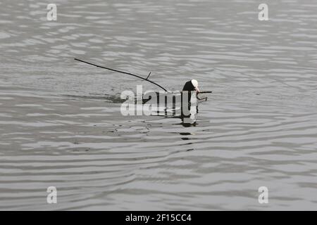 London, Großbritannien. März 2021, 03rd. Eine getuftete Ente trägt einen Zweig, um ein Nest im Finsbury Park Teich im Norden Londons zu bauen. Kredit: SOPA Images Limited/Alamy Live Nachrichten Stockfoto