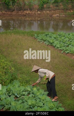 Vietnamesischer Gartenbau am Ufer des Roten Flusses, Hanoi, Vietnam Stockfoto