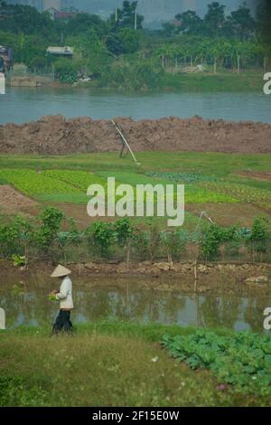Vietnamesischer Gartenbau am Ufer des Roten Flusses, Hanoi, Vietnam Stockfoto