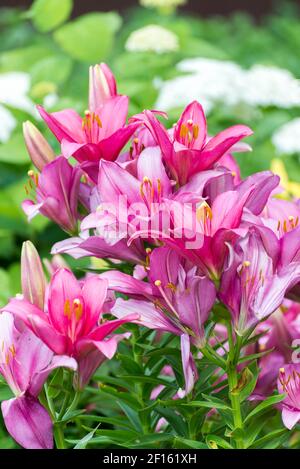 Viele rosa Lilien auf Hintergrund von weißen Hortensien im Garten Stockfoto