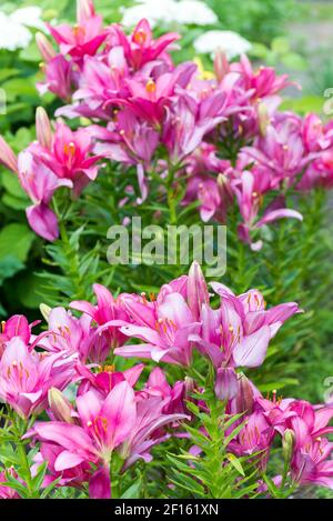 Viele rosa Lilien auf Hintergrund von weißen Hortensien im Garten Stockfoto