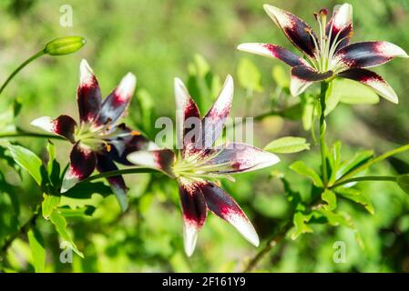 Weiße und violette Lilie im Blumenbeet im Garten Stockfoto