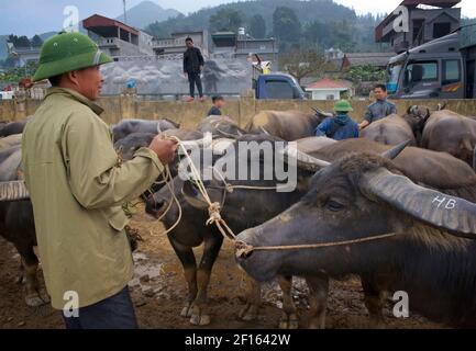 Viehmarkt. Vietnamesischer Mann in markanten Armee Pith Helm, Verkauf Wasserbüffel auf Bac Ha Markt, Lao Cai Provinz, Nordost-Vietnam Stockfoto