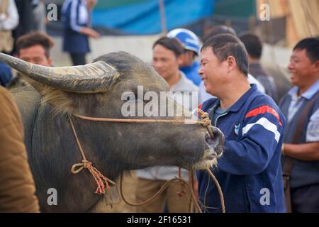 Viehmarkt. Verkauf von Wasserbüffeln auf dem Bac Ha Markt, Provinz Lao Cai, Nordost-Vietnam Stockfoto