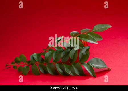 Curryblätter und Tomate, angeordnet auf ared texturierten Hintergrund, isoliert. Stockfoto