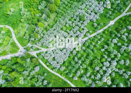 Draufsicht Luftaufnahme von fliegenden Drohne des schönen Frühlings Landschaft mit blühenden Apfelplantagen und Wanderwegen Stockfoto