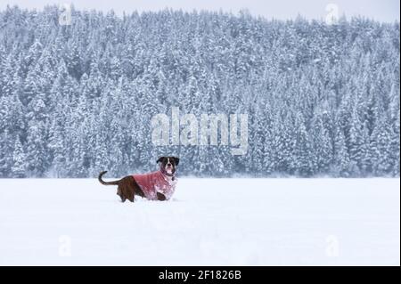 Liebenswert weibliche Boxer Hund spielt in einem Schnee Stockfoto