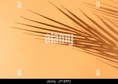 Palmblätter und ihr Schatten auf einem orangen Hintergrund. Sommerkonzept. Stockfoto
