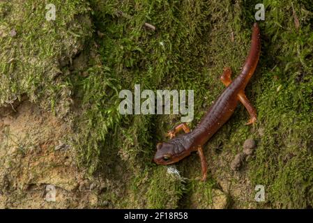 Gelbäugige Ensatina salamander (Ensatina eschschscholtzii xanthoptica) aus den Bergen von Santa Cruz in der Nähe der San Francisco Bay in Kalifornien. Stockfoto