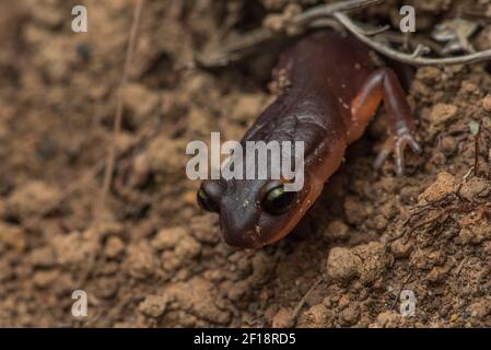 Gelbäugige Ensatina salamander (Ensatina eschschscholtzii xanthoptica) aus den Bergen von Santa Cruz in der Nähe der San Francisco Bay in Kalifornien. Stockfoto