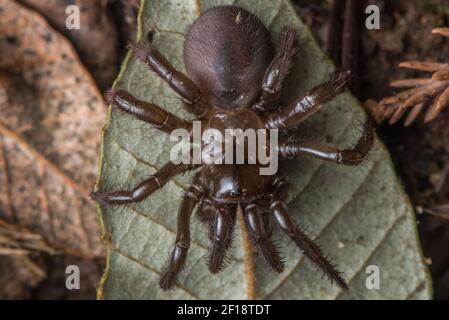 Eine klappbare Falltürspinne (Aliatypus californicus), eine in Kalifornien endemische mygalomorph Art, fand nachts auf dem Waldboden kriechend. Stockfoto