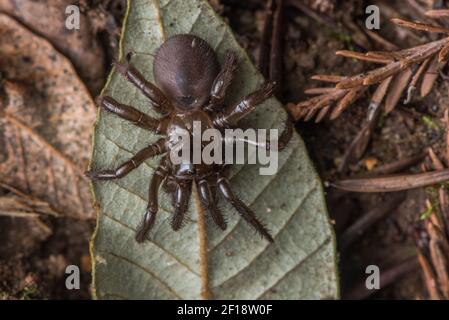 Eine klappbare Falltürspinne (Aliatypus californicus), eine in Kalifornien endemische mygalomorph Art, fand nachts auf dem Waldboden kriechend. Stockfoto