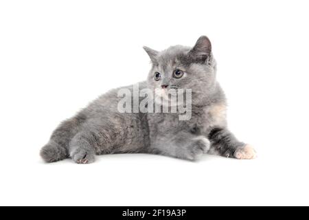 Flauschige reinrassige Kätzchen liegt auf weißem Hintergrund Stockfoto