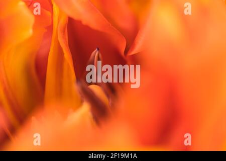 Blick in eine Tulpenblüte (1) Stockfoto