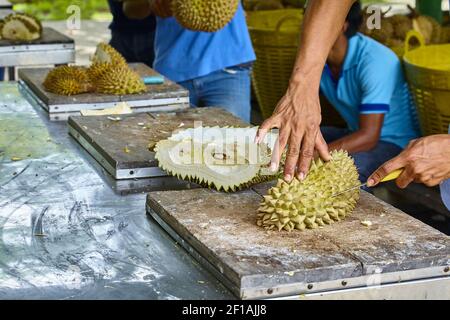 Der Mensch reinigt den Markt für exotische Früchte Durian in Thailand Stockfoto