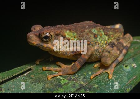 Eine junge Rentapia hosii, eine Baumkröte, die in den tropischen Wäldern von Teilen Südostasiens einschließlich Borneo gefunden wurde. Stockfoto